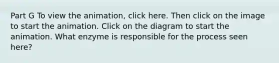 Part G To view the animation, click here. Then click on the image to start the animation. Click on the diagram to start the animation. What enzyme is responsible for the process seen here?