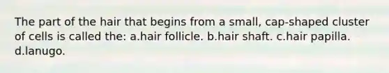 The part of the hair that begins from a small, cap-shaped cluster of cells is called the: a.hair follicle. b.hair shaft. c.hair papilla. d.lanugo.