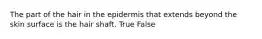 The part of the hair in the epidermis that extends beyond the skin surface is the hair shaft. True False