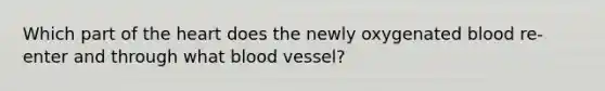 Which part of the heart does the newly oxygenated blood re-enter and through what blood vessel?