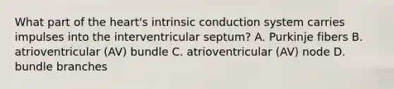 What part of the heart's intrinsic conduction system carries impulses into the interventricular septum? A. Purkinje fibers B. atrioventricular (AV) bundle C. atrioventricular (AV) node D. bundle branches