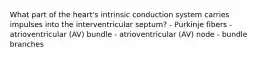 What part of the heart's intrinsic conduction system carries impulses into the interventricular septum? - Purkinje fibers - atrioventricular (AV) bundle - atrioventricular (AV) node - bundle branches