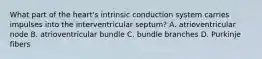 What part of the heart's intrinsic conduction system carries impulses into the interventricular septum? A. atrioventricular node B. atrioventricular bundle C. bundle branches D. Purkinje fibers