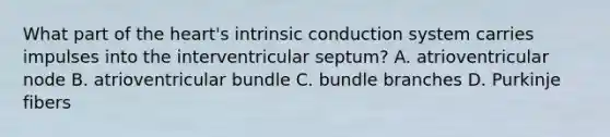 What part of the heart's intrinsic conduction system carries impulses into the interventricular septum? A. atrioventricular node B. atrioventricular bundle C. bundle branches D. Purkinje fibers