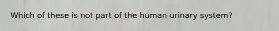 Which of these is not part of the human urinary system?