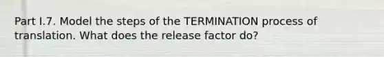 Part I.7. Model the steps of the TERMINATION process of translation. What does the release factor do?