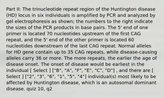 Part II: The trinucleotide repeat region of the Huntington disease (HD) locus in six individuals is amplified by PCR and analyzed by gel electrophoresis as shown; the numbers to the right indicate the sizes of the PCR products in base pairs. The 5' end of one primer is located 70 nucleotides upstream of the first CAG repeat, and the 5' end of the other primer is located 60 nucleotides downstream of the last CAG repeat. Normal alleles for HD gene contain up to 35 CAG repeats, while disease-causing alleles carry 36 or more. The more repeats, the earlier the age of disease onset. The onset of disease would be earliest in the individual [ Select ] ["B", "A", "F", "E", "C", "D"] , and there are [ Select ] ["2", "3", "6", "1", "5", "4"] individual(s) most likely to be affected by Huntington disease, which is an autosomal dominant disease. quiz 10, q2