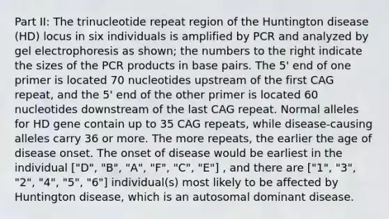 Part II: The trinucleotide repeat region of the Huntington disease (HD) locus in six individuals is amplified by PCR and analyzed by gel electrophoresis as shown; the numbers to the right indicate the sizes of the PCR products in base pairs. The 5' end of one primer is located 70 nucleotides upstream of the first CAG repeat, and the 5' end of the other primer is located 60 nucleotides downstream of the last CAG repeat. Normal alleles for HD gene contain up to 35 CAG repeats, while disease-causing alleles carry 36 or more. The more repeats, the earlier the age of disease onset. The onset of disease would be earliest in the individual ["D", "B", "A", "F", "C", "E"] , and there are ["1", "3", "2", "4", "5", "6"] individual(s) most likely to be affected by Huntington disease, which is an autosomal dominant disease.