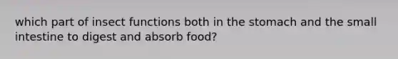 which part of insect functions both in the stomach and the small intestine to digest and absorb food?