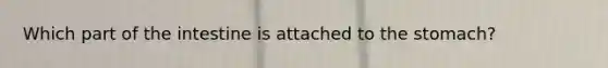 Which part of the intestine is attached to the stomach?