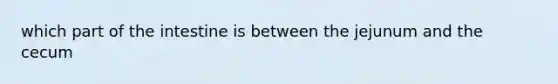 which part of the intestine is between the jejunum and the cecum