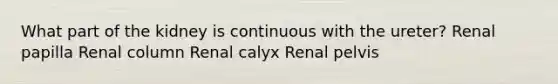 What part of the kidney is continuous with the ureter? Renal papilla Renal column Renal calyx Renal pelvis