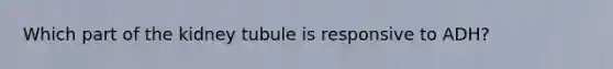 Which part of the kidney tubule is responsive to ADH?