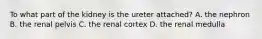 To what part of the kidney is the ureter attached? A. the nephron B. the renal pelvis C. the renal cortex D. the renal medulla