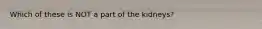 Which of these is NOT a part of the kidneys?