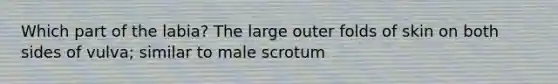 Which part of the labia? The large outer folds of skin on both sides of vulva; similar to male scrotum