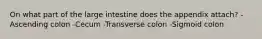 On what part of the large intestine does the appendix attach? -Ascending colon -Cecum -Transverse colon -Sigmoid colon