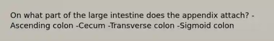 On what part of the large intestine does the appendix attach? -Ascending colon -Cecum -Transverse colon -Sigmoid colon