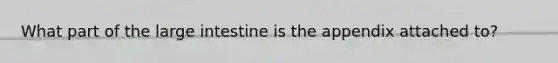 What part of the large intestine is the appendix attached to?