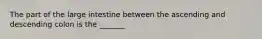 The part of the large intestine between the ascending and descending colon is the _______