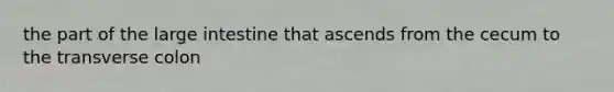 the part of the <a href='https://www.questionai.com/knowledge/kGQjby07OK-large-intestine' class='anchor-knowledge'>large intestine</a> that ascends from the cecum to the transverse colon