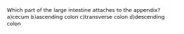 Which part of the large intestine attaches to the appendix? a)cecum b)ascending colon c)transverse colon d)descending colon