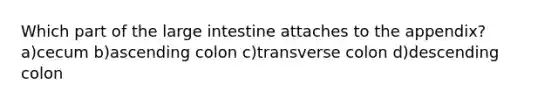 Which part of the large intestine attaches to the appendix? a)cecum b)ascending colon c)transverse colon d)descending colon