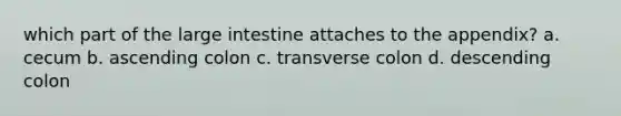 which part of the large intestine attaches to the appendix? a. cecum b. ascending colon c. transverse colon d. descending colon