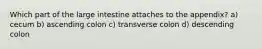 Which part of the large intestine attaches to the appendix? a) cecum b) ascending colon c) transverse colon d) descending colon
