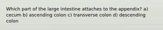 Which part of the large intestine attaches to the appendix? a) cecum b) ascending colon c) transverse colon d) descending colon