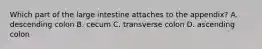 Which part of the large intestine attaches to the appendix? A. descending colon B. cecum C. transverse colon D. ascending colon