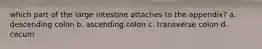 which part of the large intestine attaches to the appendix? a. descending colon b. ascending colon c. transverse colon d. cecum