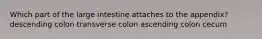 Which part of the large intestine attaches to the appendix? descending colon transverse colon ascending colon cecum