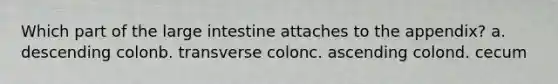 Which part of the large intestine attaches to the appendix? a. descending colonb. transverse colonc. ascending colond. cecum