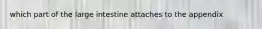 which part of the large intestine attaches to the appendix