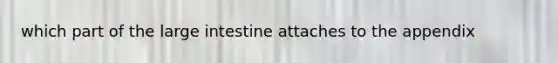 which part of the large intestine attaches to the appendix