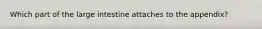 Which part of the large intestine attaches to the appendix?