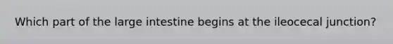 Which part of the large intestine begins at the ileocecal junction?