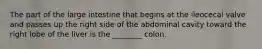 The part of the large intestine that begins at the ileocecal valve and passes up the right side of the abdominal cavity toward the right lobe of the liver is the ________ colon.