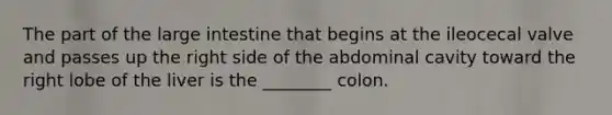 The part of the <a href='https://www.questionai.com/knowledge/kGQjby07OK-large-intestine' class='anchor-knowledge'>large intestine</a> that begins at the ileocecal valve and passes up the right side of the abdominal cavity toward the right lobe of the liver is the ________ colon.