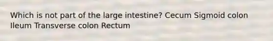 Which is not part of the large intestine? Cecum Sigmoid colon Ileum Transverse colon Rectum