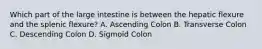 Which part of the large intestine is between the hepatic flexure and the splenic flexure? A. Ascending Colon B. Transverse Colon C. Descending Colon D. Sigmoid Colon