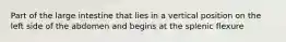 Part of the large intestine that lies in a vertical position on the left side of the abdomen and begins at the splenic flexure