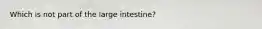 Which is not part of the large intestine?