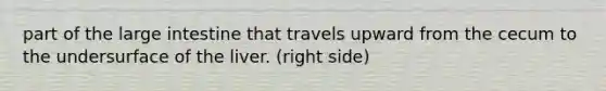 part of the large intestine that travels upward from the cecum to the undersurface of the liver. (right side)