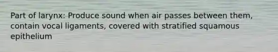 Part of larynx: Produce sound when air passes between them, contain vocal ligaments, covered with stratified squamous epithelium