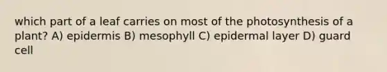 which part of a leaf carries on most of the photosynthesis of a plant? A) epidermis B) mesophyll C) epidermal layer D) guard cell