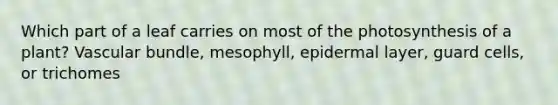 Which part of a leaf carries on most of the photosynthesis of a plant? Vascular bundle, mesophyll, epidermal layer, guard cells, or trichomes