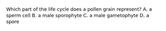 Which part of the life cycle does a pollen grain represent? A. a sperm cell B. a male sporophyte C. a male gametophyte D. a spore