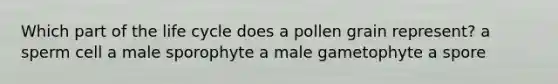 Which part of the life cycle does a pollen grain represent? a sperm cell a male sporophyte a male gametophyte a spore
